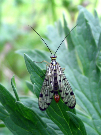 Scorpion fly