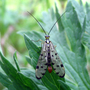 Scorpion_fly