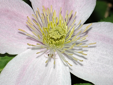 Clematis Montana