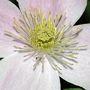 Clematis_montana