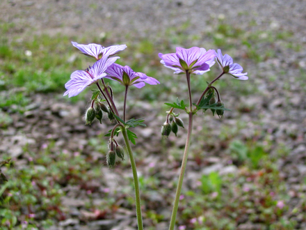 Geranium tuberosum (Geranium tuberosum)