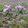 Geranium_tuberosum