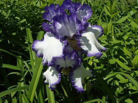 Iris 