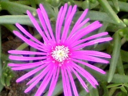 Hardy Ice plant Delosperma Cooperi (Delosperma cooperi (Hardy Ice Plant))