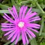 Delosperma cooperi (Hardy Ice Plant)