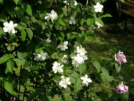 Phiadelphus and Blue moon rose blooming side by side. (Philadelphus coronarius (Mock Orange))