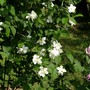 Philadelphus coronarius