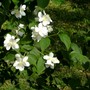 Pliadelphus and Blue Moon, a closer view. (Philadelphus coronarius (Mock Orange))