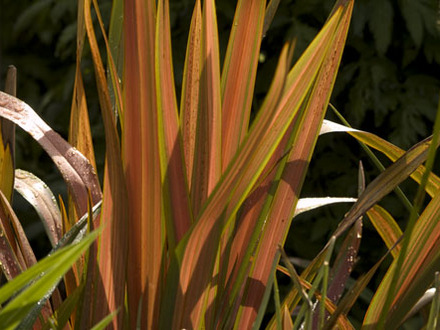 Phormium at Winsford Walled Gardens