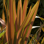 Phormium at Winsford Walled Gardens
