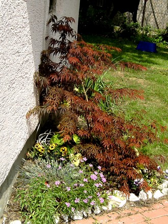 This Maple is gradually changing colour.