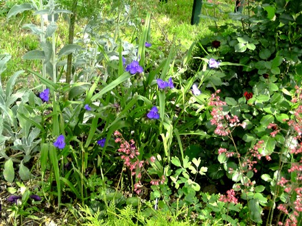 Tradescantia, London Pride, stachys and roses in central bed.