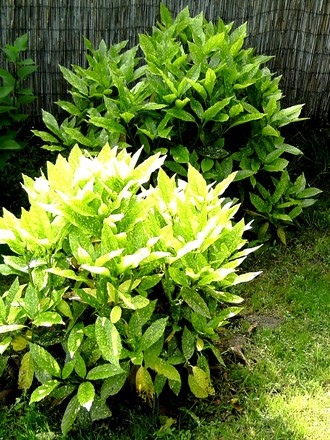 Aucuba shrubs with plenty of new growth (Aucuba japonica (Aucuba))