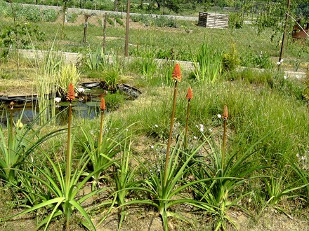 Knophofia (Kniphofia uvaria (Red Hot Poker))