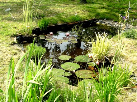 View of lower pond with lilies
