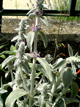 Stachys (Stachys byzantina (Lambs' ears))
