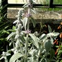 Stachys byzantina (Lambs' ears)
