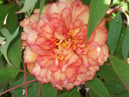  tree paeony  ( kinkaku ) 