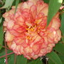 Brens_photos_423