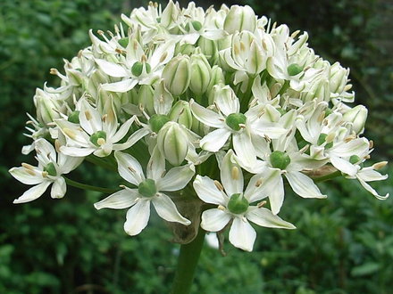 Allium nigrum (Allium nigrum)