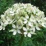 Allium nigrum