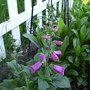 New Foxglove