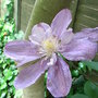 Clematis__proteus_