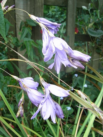 Dierama pulcherrimum (Dierama pulcherrimum)