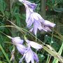 Dierama pulcherrimum (Dierama pulcherrimum)