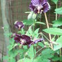 Geranium_phaeum
