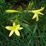 Hemerocallis_-_1