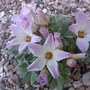 oxalis (oxalis adenophylla)