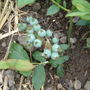 blueberries