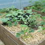 STRAWberries!!