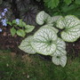 Brunnera macrophylla 'Jack Frost'