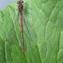 Damselfly4