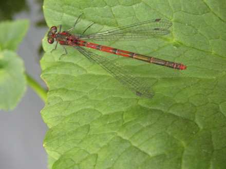 Damselfly 