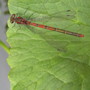 Damselfly 