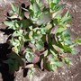 Sedum Matrona