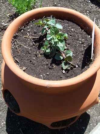Chocolate Mint (Mentha x piperita piperita)