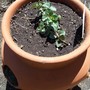 Chocolate Mint (Mentha x piperita piperita)