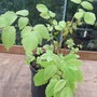 Aruncus sylvestris (Aruncus dioicus (Goatsbeard))