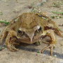 Frog 1