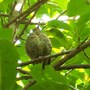 1Of 3 Black Bird Fledglings....