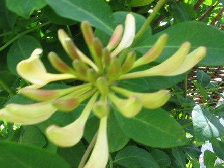 Honeysuckle