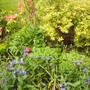 cornflowers.jpg
