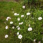 livingstone_daisy.jpg