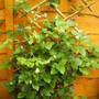 clematis_with_lot_of_buds.jpg