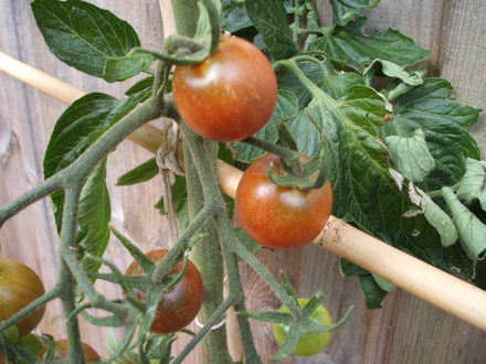 Tomato - Black Cherry