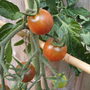 Tomato_-_black_cherry_09